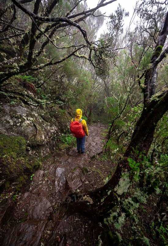 Hiker in dense forest