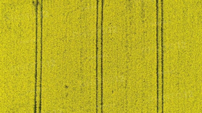 Aerial view of a rape field