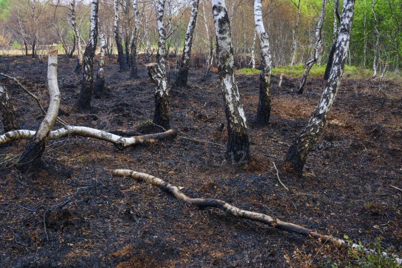 Moor fire