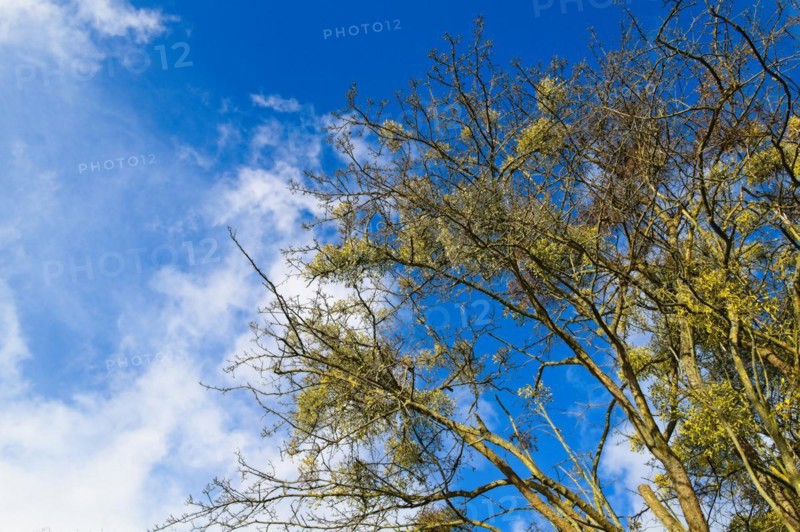 Detail of a large birch tree with golden leaves against a deep blue sky with some white clouds