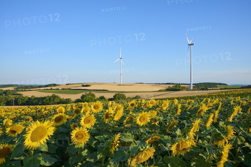 Sunflower field an wind turbines in the morning