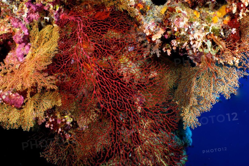 Red knot coral