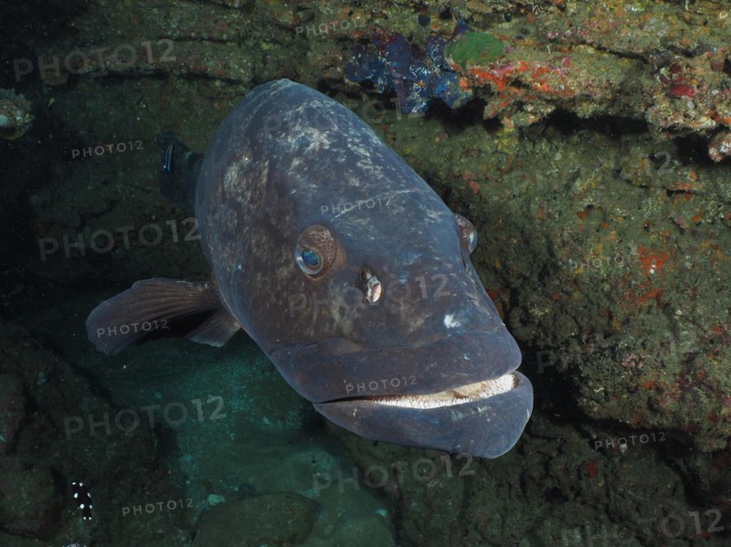 Close-up of potato grouper
