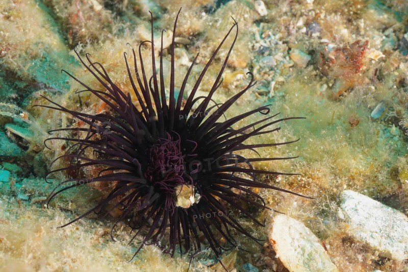 Black coloured tube anemone