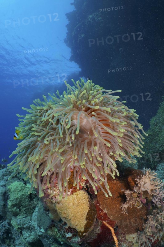 Magnificent sea anemone