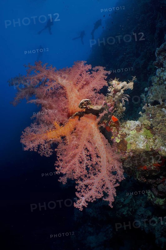 Hemprich's tree coral