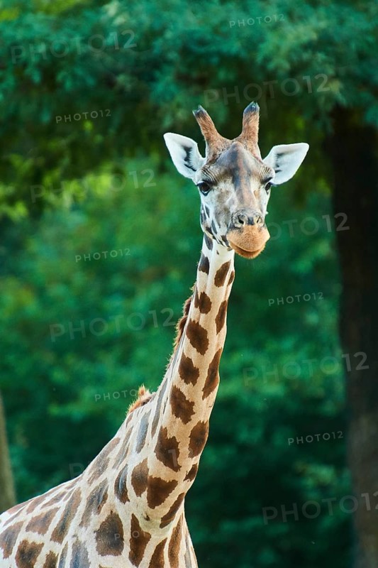 Reticulated giraffe
