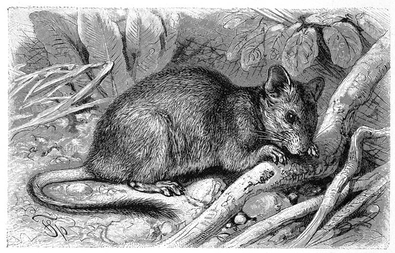 Degu is a species of rodent native to Chile