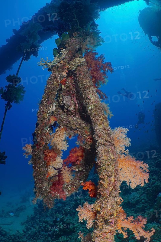 Red tree corals