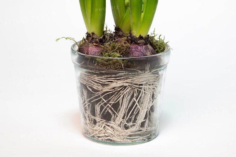 Garden hyacinth