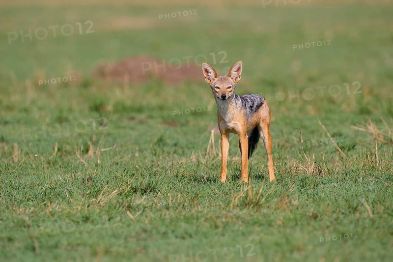 Black-backed jackal