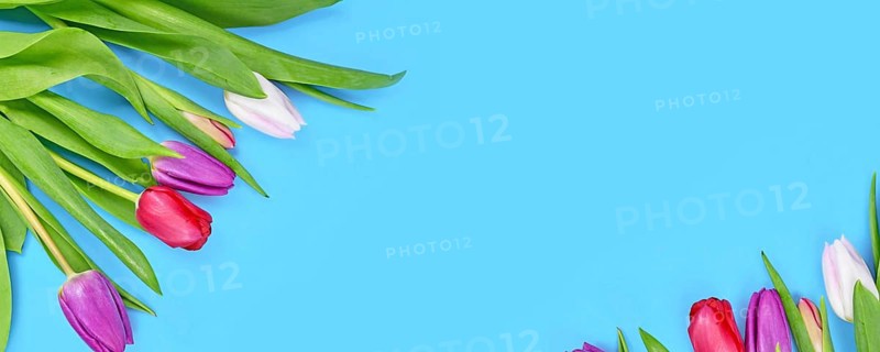 Spring banner with bouquet of colorful tulip flowers in corner of blue background with copy space