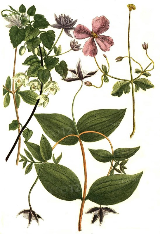 Botany