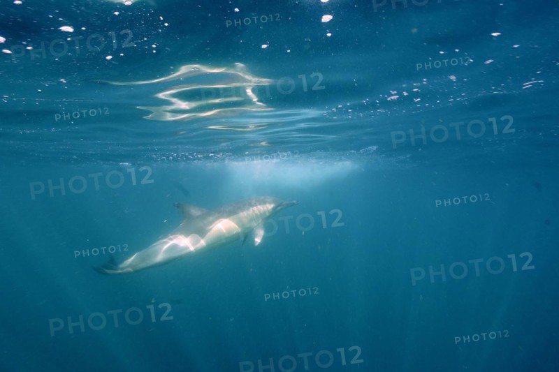 Short-beaked common dolphin