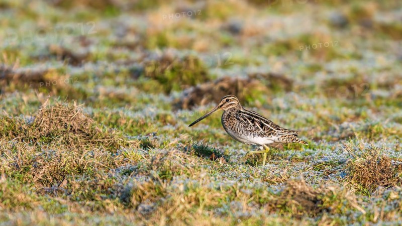 Common Snipe