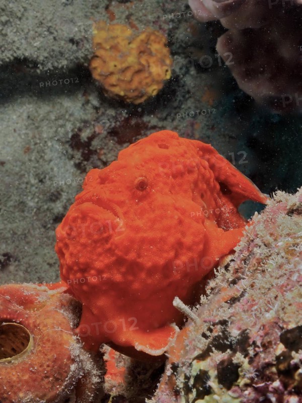 Longlure frogfish