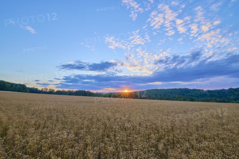 Flax field