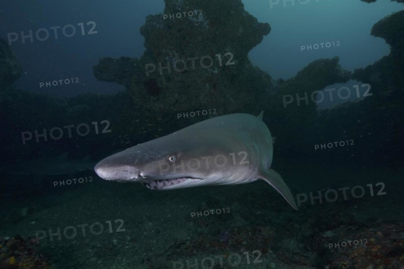 Sand tiger shark