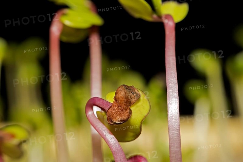 Shoots of black radish