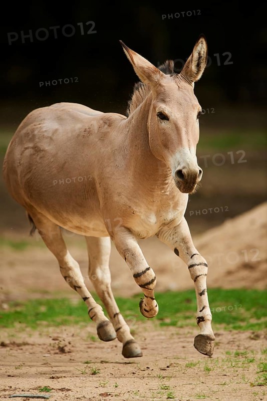 Somali wild ass