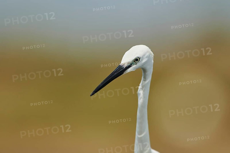 Great egret