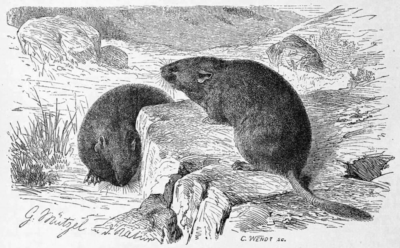 European snow vole