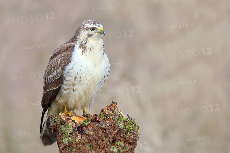 Common steppe buzzard