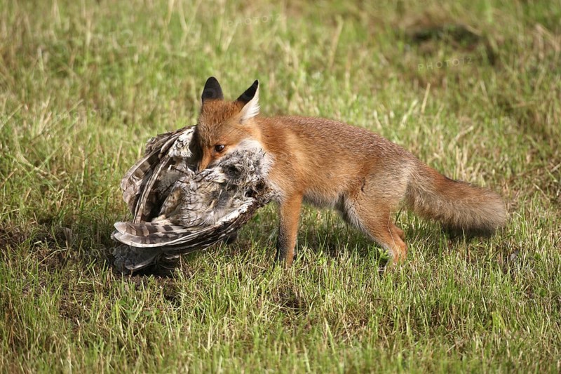 Red fox
