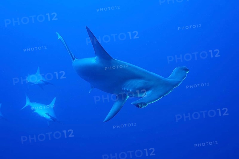 Three scalloped hammerheads