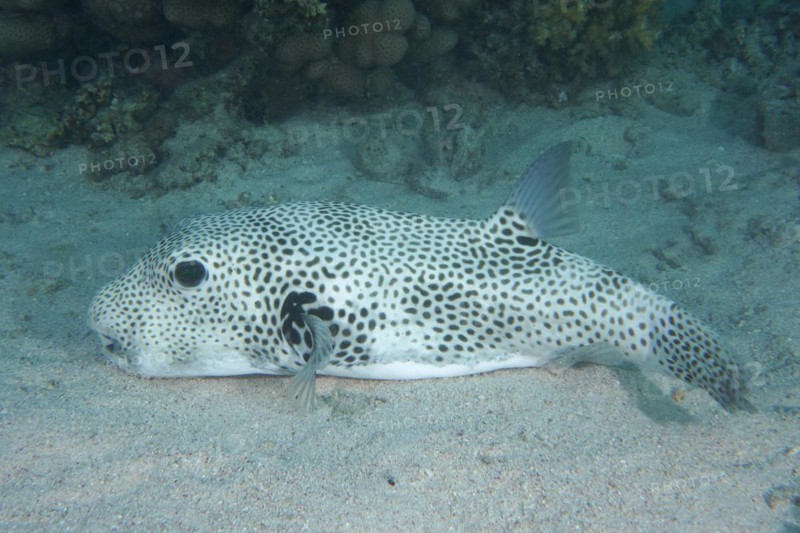 Star puffer