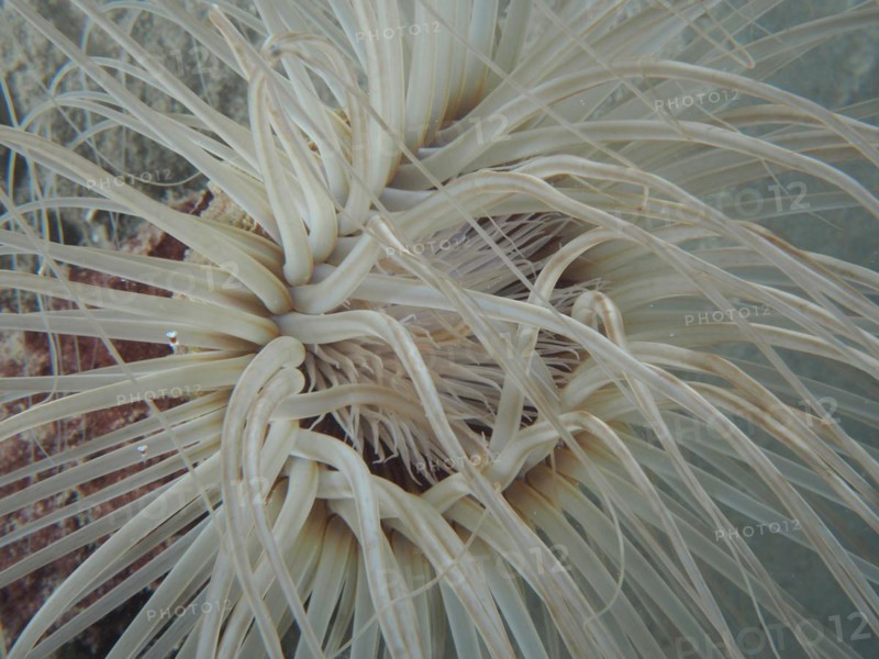 Tube-dwelling anemone
