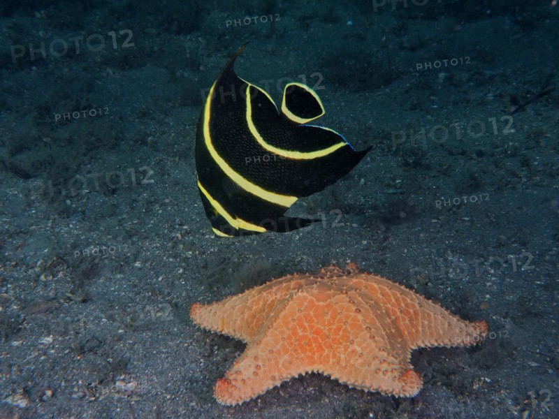 Juvenile French angelfish
