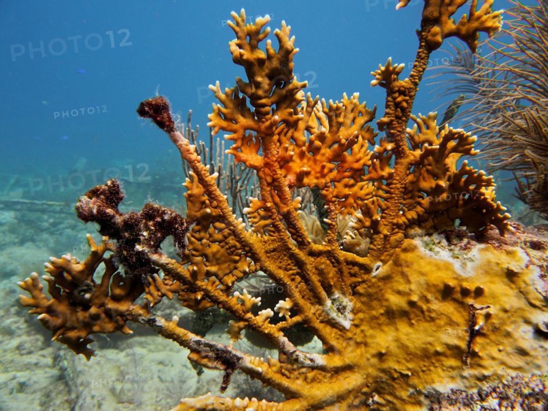 Elk antler fire coral