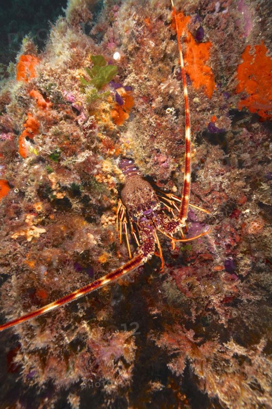European spiny crayfish