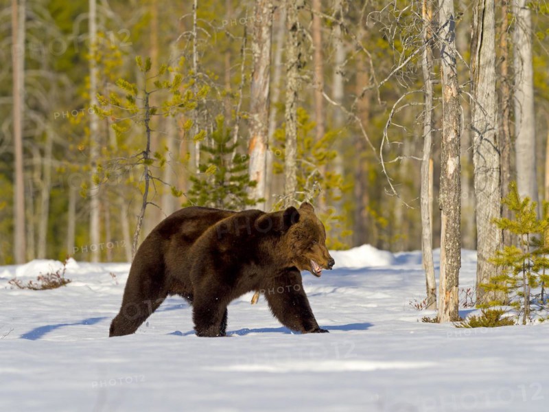 European brown bear