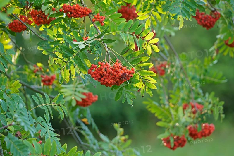 Fruits of the european rowan