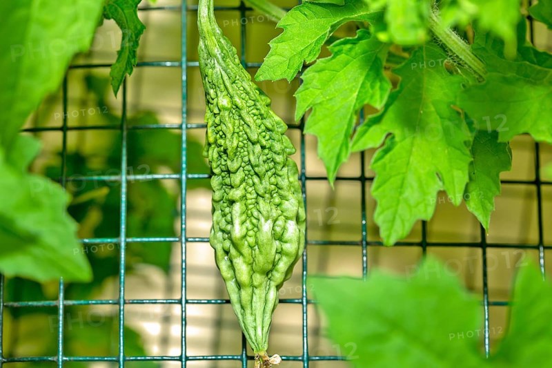 commonly called bitter melon
