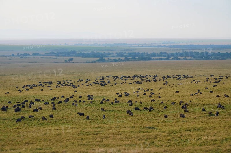 African buffalo
