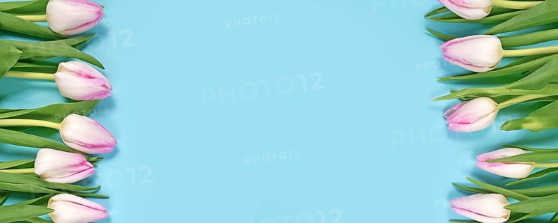 Web banner with white and pink tulip spring flowers on sides of blue background with copy space