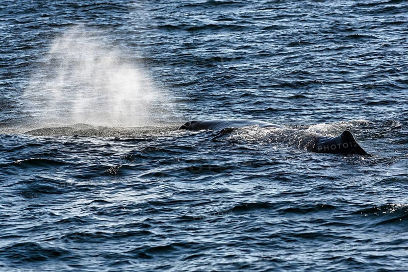Sperm whale