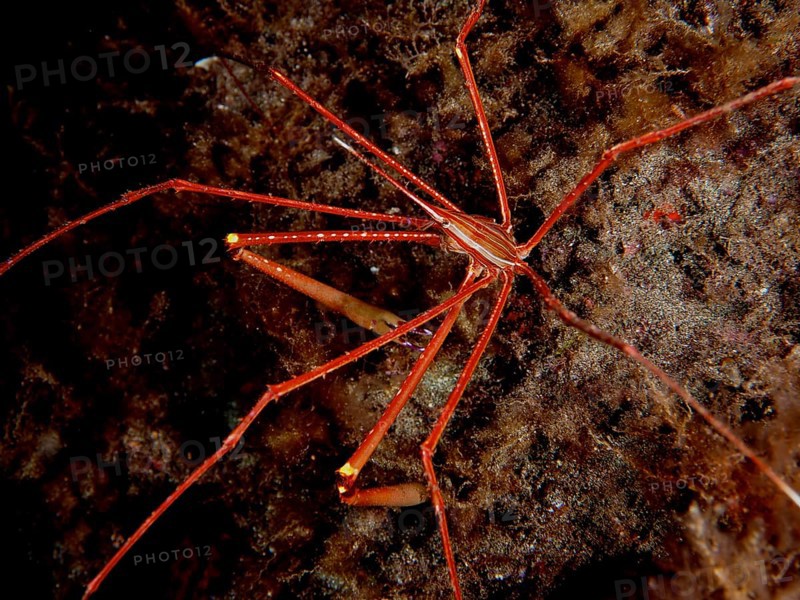 Arrow crab
