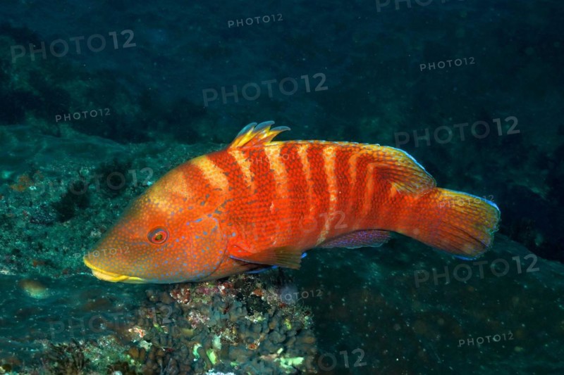 Colourful Natal tooth wrasse