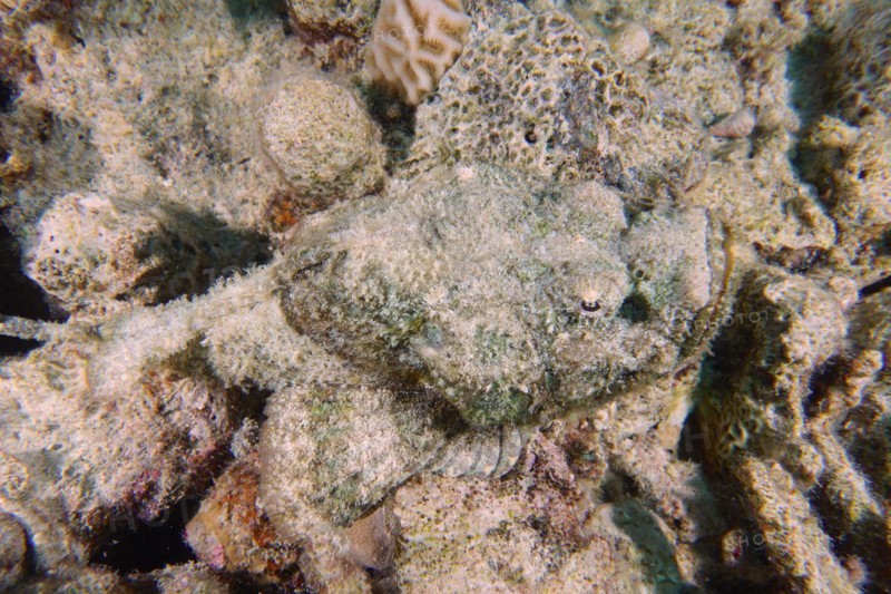 A well camouflaged humphead dragonhead