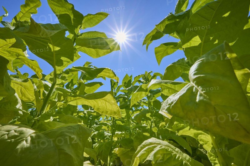 Tobacco