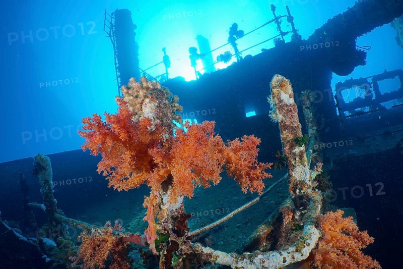 Hemprich's tree coral