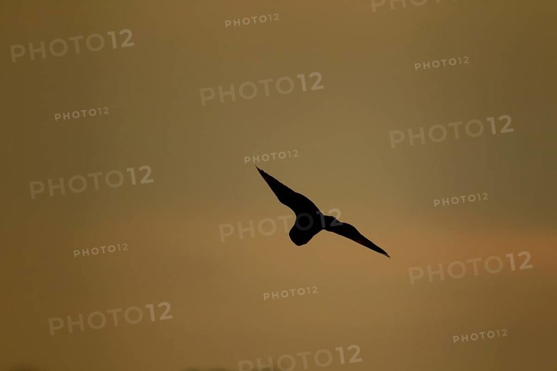 Short-eared owl