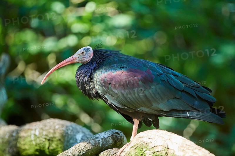 Northern bald ibis