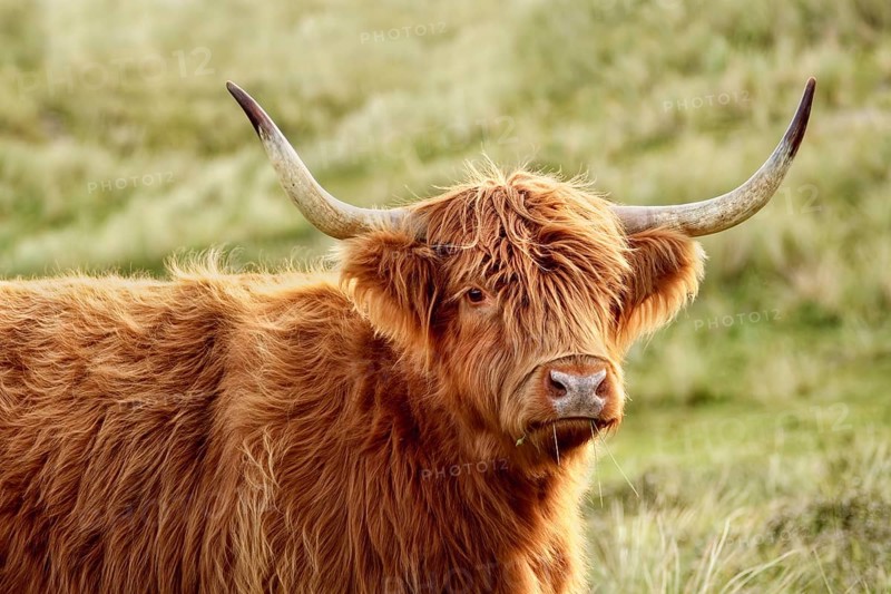 Portrait of a free-ranging Scottish Highland Cattle in the North Holland Dune Reserve