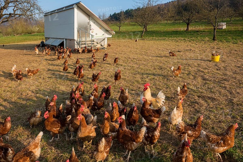 Free-range chickens