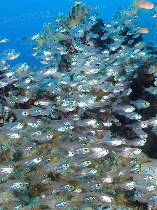 A school of red sea dwarf sweeper